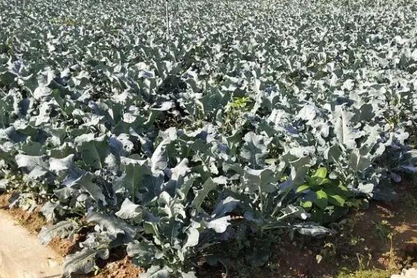 西兰花高产种植方法，花球形成期要适当增施磷钾肥