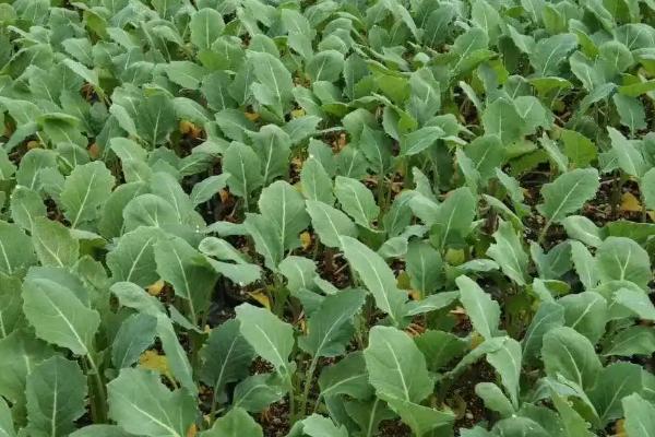 西兰花高产种植方法，花球形成期要适当增施磷钾肥