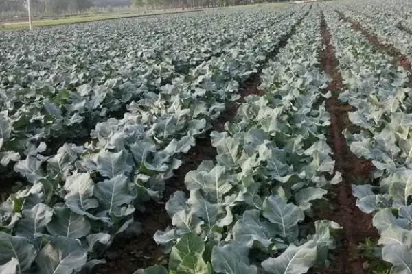 西兰花高产种植方法，花球形成期要适当增施磷钾肥