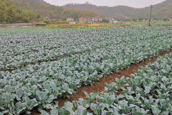 西兰花高产种植方法，花球形成期要适当增施磷钾肥