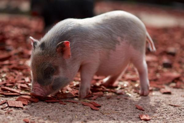 小猪喜欢吃的食物，五谷杂粮、瓜果蔬菜等食物都喜欢吃