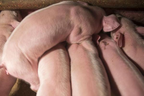 小猪喜欢吃的食物，五谷杂粮、瓜果蔬菜等食物都喜欢吃