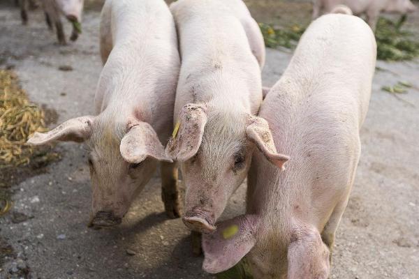小猪喜欢吃的食物，五谷杂粮、瓜果蔬菜等食物都喜欢吃