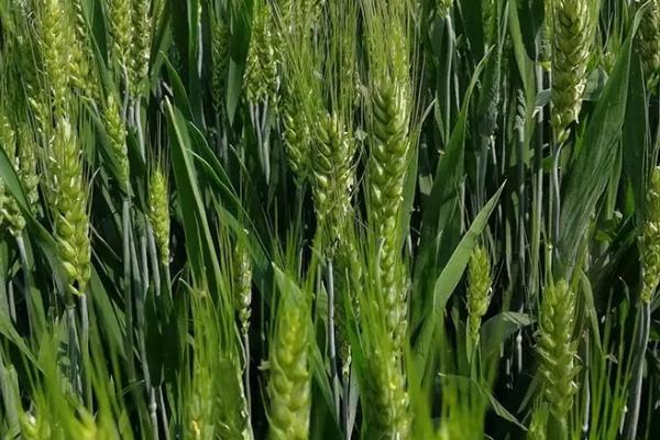 红旗麦18小麦种子特征特性,表现为中抗赤霉病