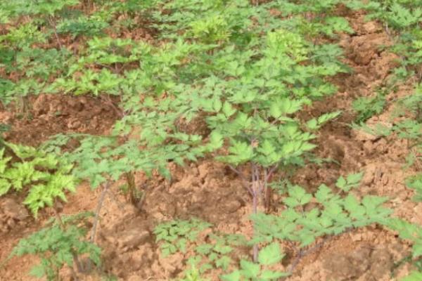 如何种植当归才能丰产，种植期间要勤除草、多施肥