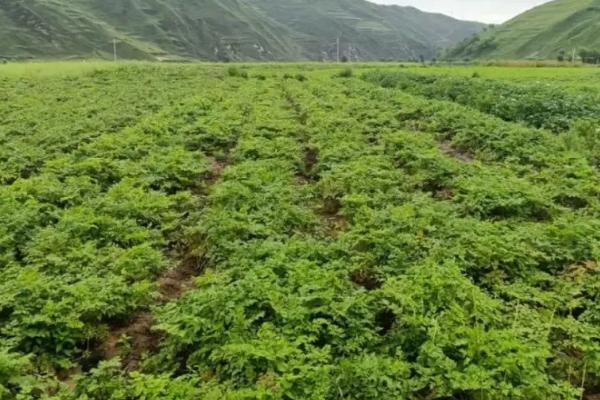 如何种植当归才能丰产，种植期间要勤除草、多施肥