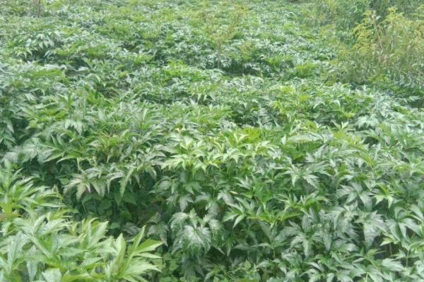 如何种植当归才能丰产，种植期间要勤除草、多施肥