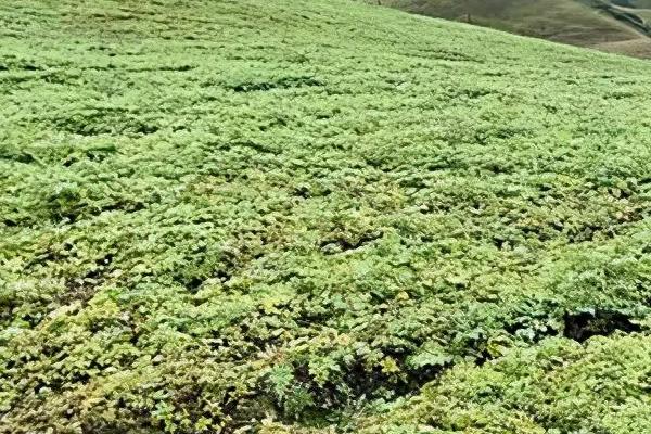 如何种植当归才能丰产，种植期间要勤除草、多施肥