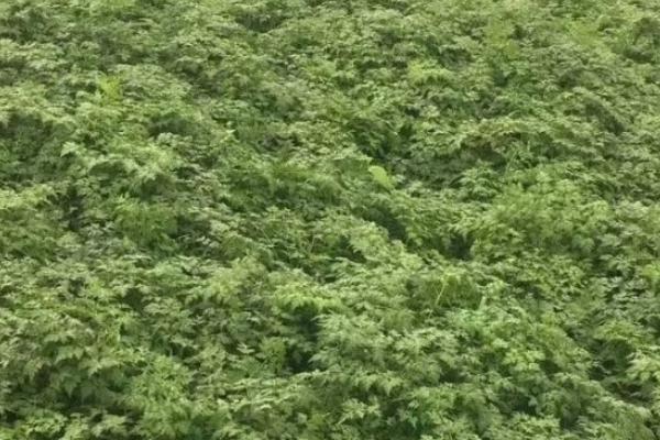 如何种植当归才能丰产，种植期间要勤除草、多施肥