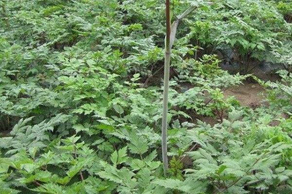 如何种植当归才能丰产，种植期间要勤除草、多施肥