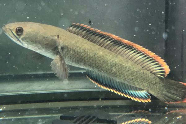 彩虹雷龙鱼好不好养，饲养难度不大