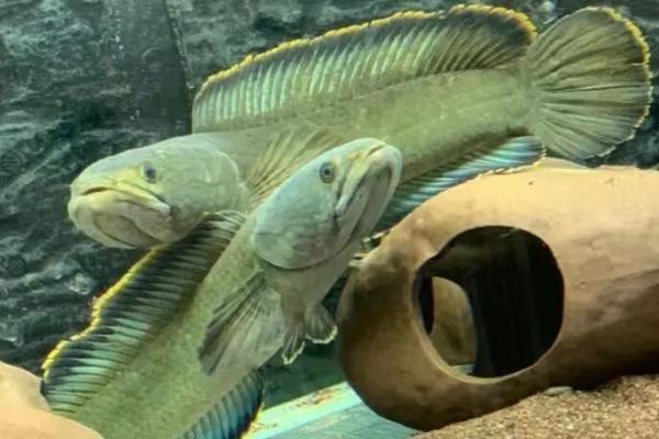 彩虹雷龙鱼好不好养，饲养难度不大