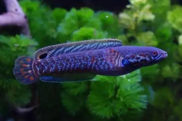 彩虹雷龙鱼好不好养，饲养难度不大