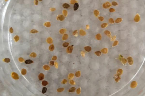 辣椒种子播前处理技术，播前一定要晒种