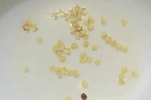 辣椒种子播前处理技术，播前一定要晒种