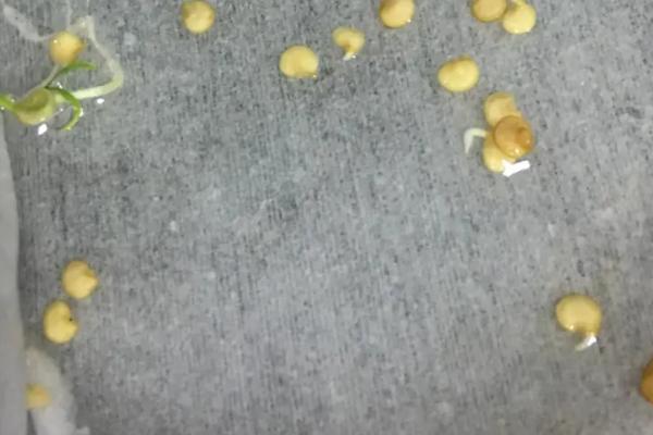 辣椒种子播前处理技术，播前一定要晒种