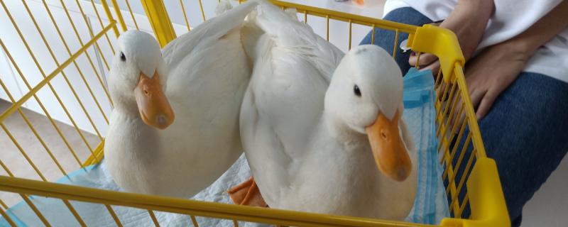 柯尔鸭和普通的鸭子的区别