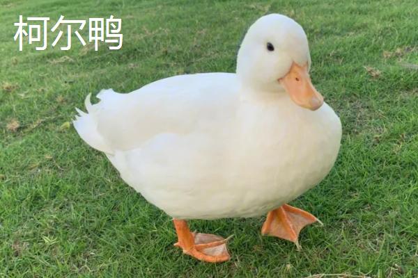 柯尔鸭和普通的鸭子的区别,外形、体型和价格等均不同