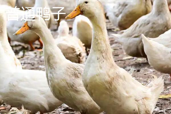 柯尔鸭和普通的鸭子的区别,外形、体型和价格等均不同