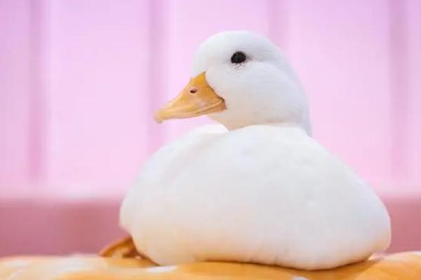 柯尔鸭和普通的鸭子的区别,外形、体型和价格等均不同