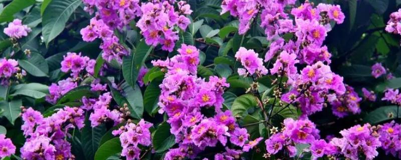 大叶紫薇常见病虫害