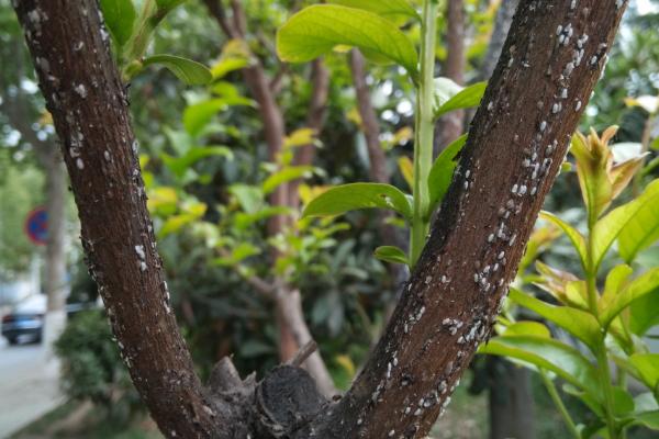 大叶紫薇常见病虫害，绒介虫害和白粉病较为常见