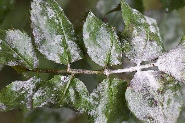 大叶紫薇常见病虫害，绒介虫害和白粉病较为常见