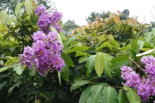 大叶紫薇常见病虫害，绒介虫害和白粉病较为常见