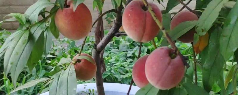 水蜜桃可以在家里种吗