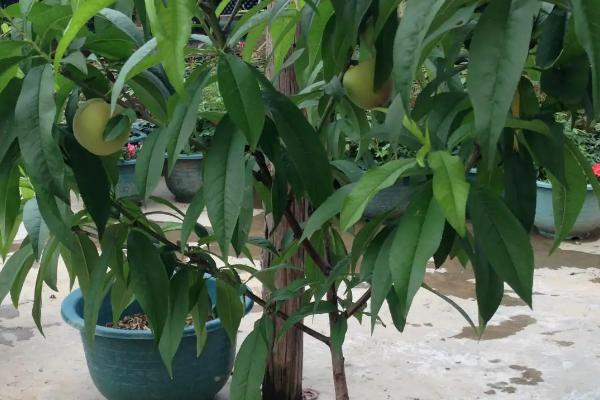 水蜜桃可以在家里种吗，可以在阳台上栽培