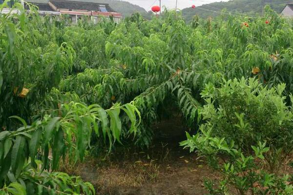 水蜜桃可以在家里种吗，可以在阳台上栽培