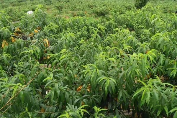 水蜜桃可以在家里种吗，可以在阳台上栽培