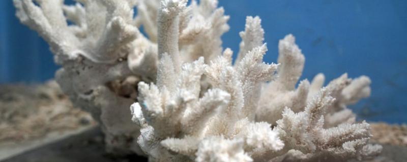 珊瑚的品种