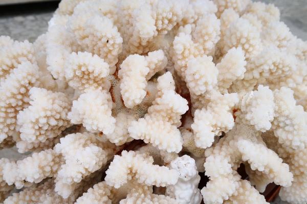 珊瑚的品种,有白珊瑚、蓝珊瑚、黑珊瑚、红珊瑚等