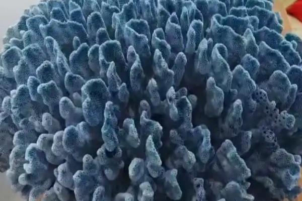 珊瑚的品种,有白珊瑚、蓝珊瑚、黑珊瑚、红珊瑚等