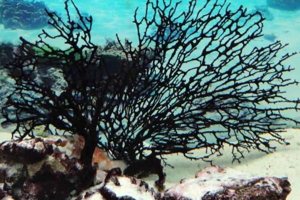 珊瑚的品种,有白珊瑚、蓝珊瑚、黑珊瑚、红珊瑚等