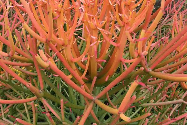 珊瑚的品种,有白珊瑚、蓝珊瑚、黑珊瑚、红珊瑚等