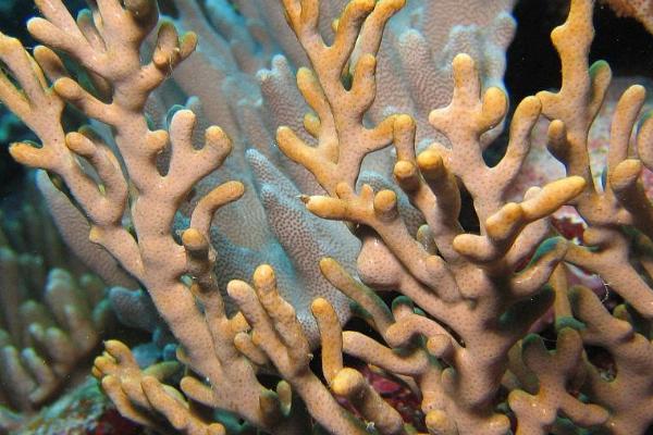 珊瑚的品种,有白珊瑚、蓝珊瑚、黑珊瑚、红珊瑚等