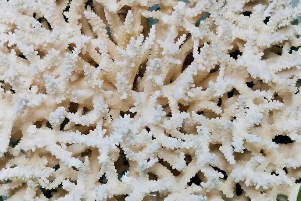 珊瑚的品种,有白珊瑚、蓝珊瑚、黑珊瑚、红珊瑚等