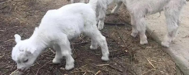 小羊羔是指多大的羊