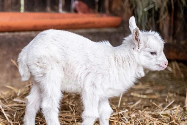 小羊羔是指多大的羊，指的是处于哺乳期且不满周岁的小羊