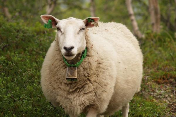 小羊羔是指多大的羊，指的是处于哺乳期且不满周岁的小羊