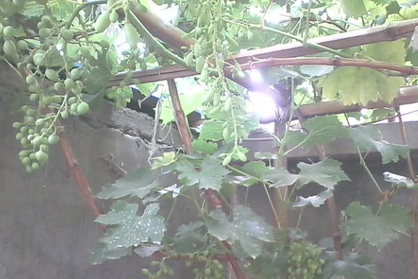 家种葡萄怎么管理，生长旺盛期要及时地进行修剪