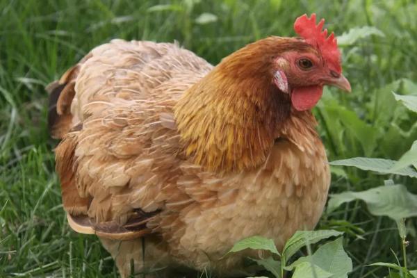 母鸡的特点,体型比公鸡小但对于声音非常敏感