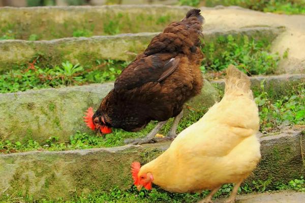 母鸡的特点,体型比公鸡小但对于声音非常敏感
