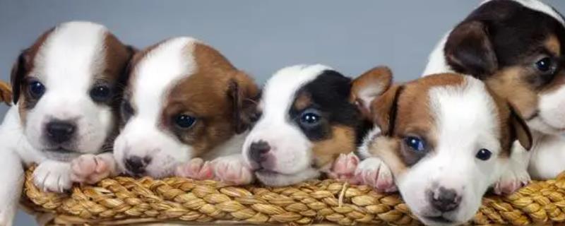 狗狗咳嗽的原因