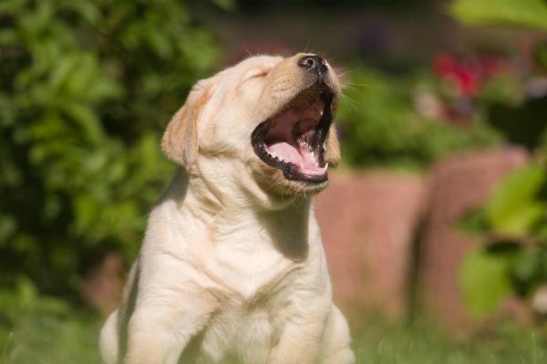 狗狗咳嗽的原因,呼吸道疾病、上火或犬瘟热等都会导致