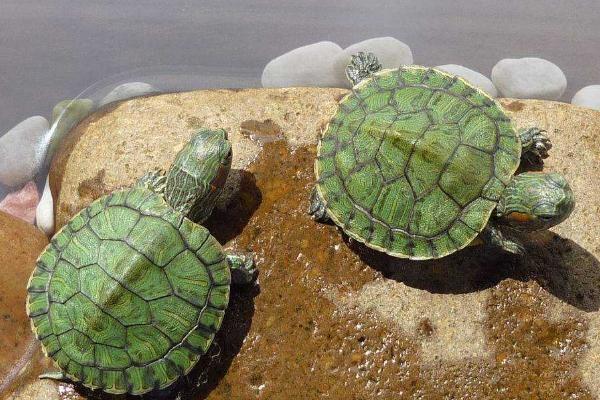 巴西龟怎样养,首先根据体型选择一个高度适中的缸