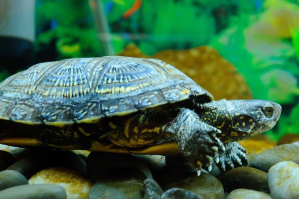 巴西龟怎样养,首先根据体型选择一个高度适中的缸