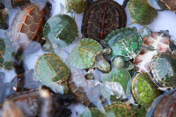 巴西龟怎样养,首先根据体型选择一个高度适中的缸